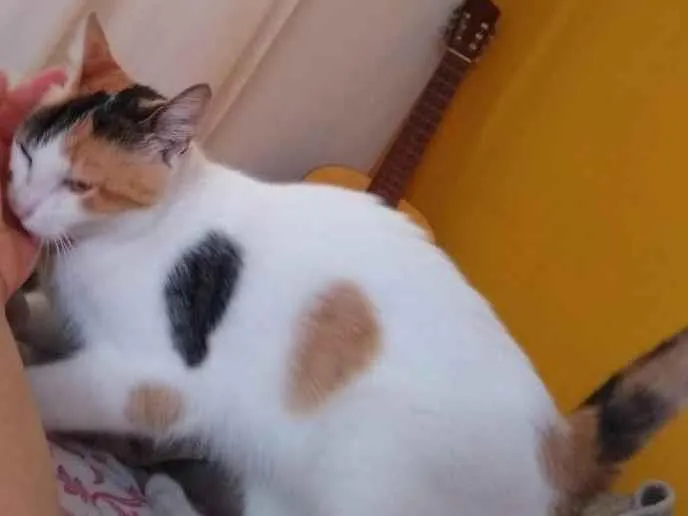 Gato ra a SRD-ViraLata idade 6 ou mais anos nome Samila