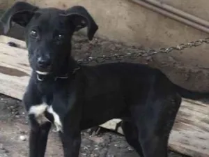Cachorro raça SRD idade 2 a 6 meses nome Sky