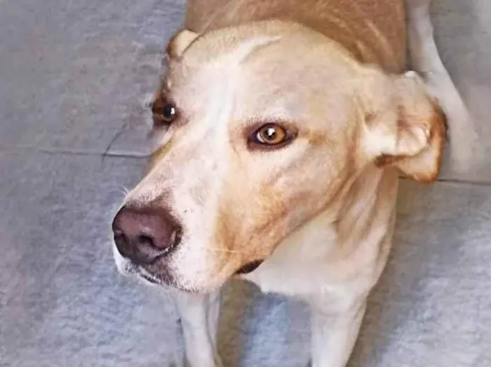 Cachorro ra a SRD-ViraLata idade 2 anos nome Sebastian