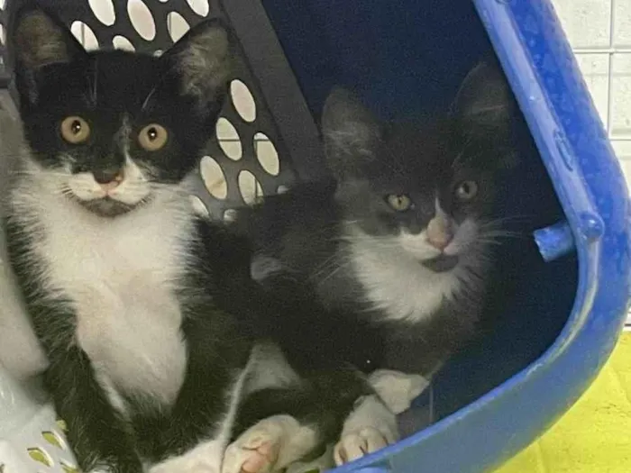 Gato ra a SRD-ViraLata idade 2 a 6 meses nome Waffer e Bauducco 