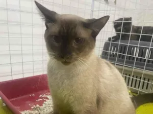 Gato raça Siamês idade 1 ano nome Tony