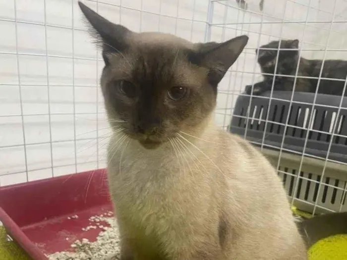 Gato ra a Siamês idade 1 ano nome Tony