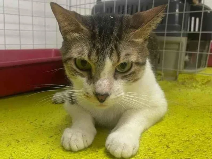 Gato ra a SRD-ViraLata idade 2 anos nome Freddy 