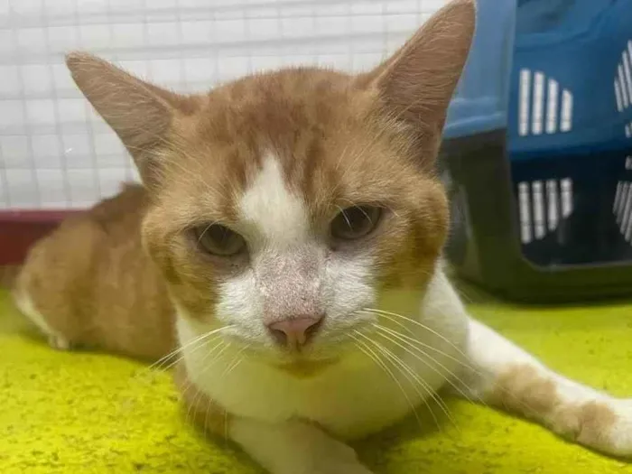 Gato ra a SRD-ViraLata idade 2 anos nome Mercury