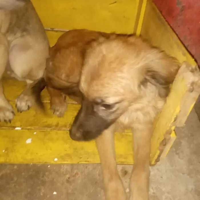 Cachorro ra a SRD-ViraLata idade 7 a 11 meses nome Maious