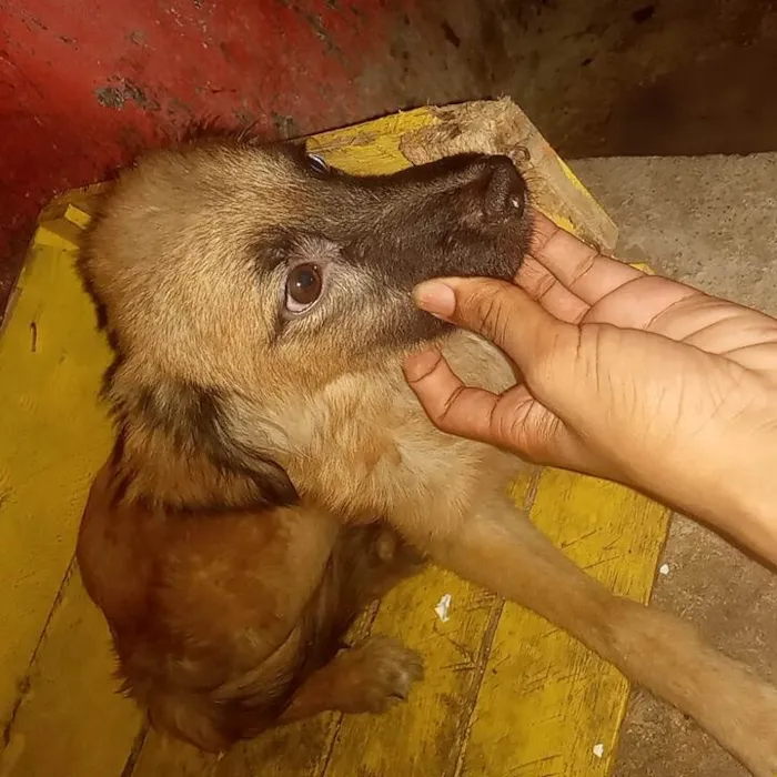 Cachorro ra a SRD-ViraLata idade 7 a 11 meses nome Maious