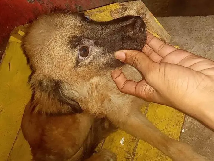 Cachorro ra a SRD-ViraLata idade 7 a 11 meses nome Maious