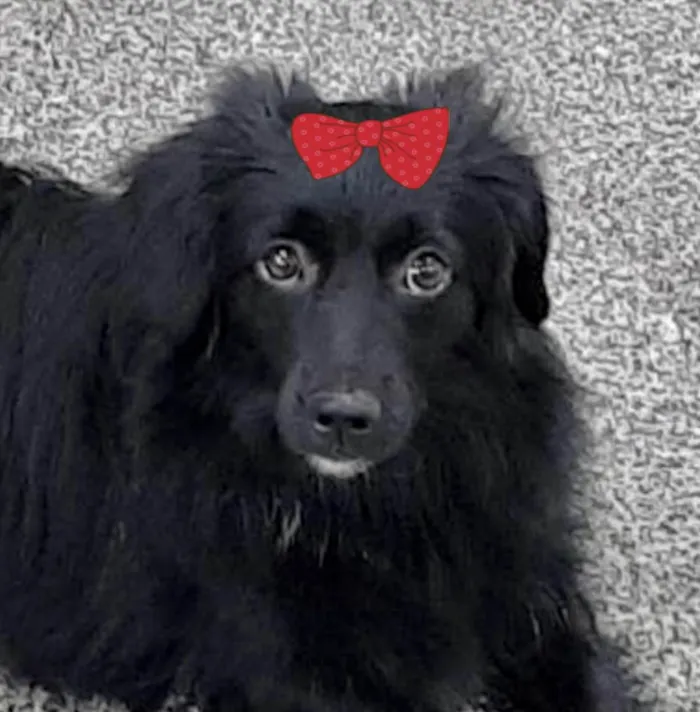 Cachorro ra a Mestica  idade 2 a 6 meses nome Jade 