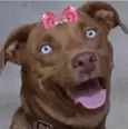 Princesa 