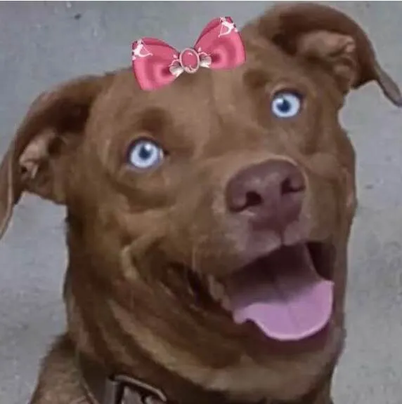 Cachorro ra a Mestica  idade 1 ano nome Princesa 
