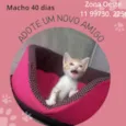 Gato raça Sem raça  idade Abaixo de 2 meses nome Faisca