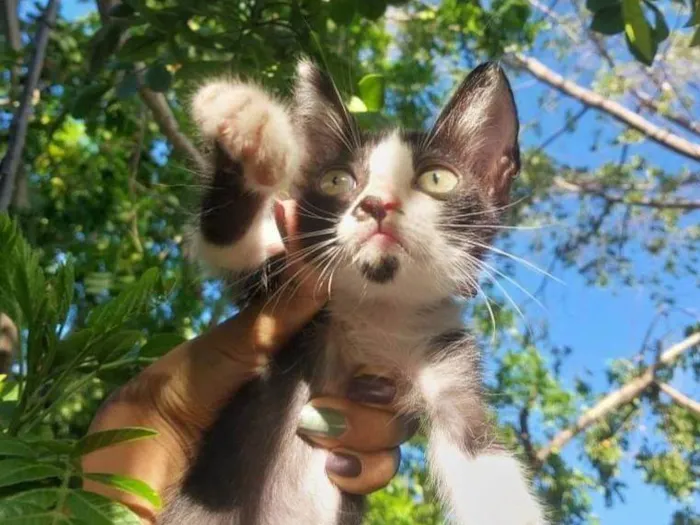 Gato ra a SRD idade Abaixo de 2 meses nome Luiza