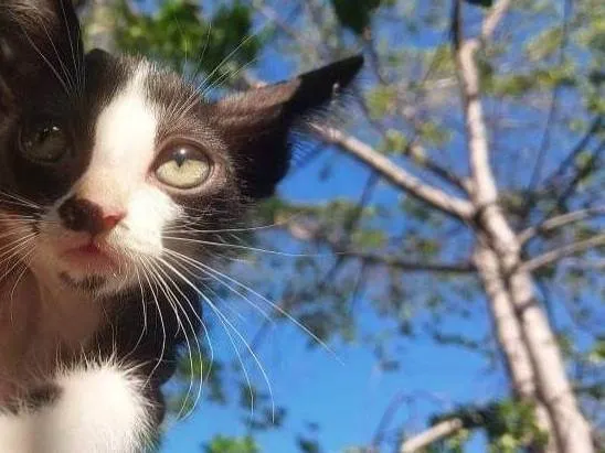 Gato ra a SRD idade Abaixo de 2 meses nome Luiza