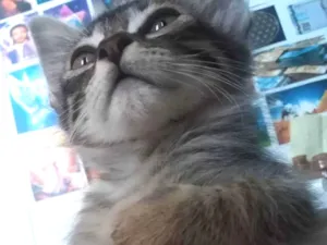 Gato raça  idade Abaixo de 2 meses nome Tigrinho 
