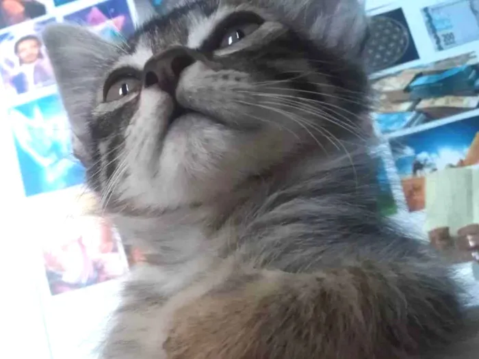 Gato ra a  idade Abaixo de 2 meses nome Tigrinho 