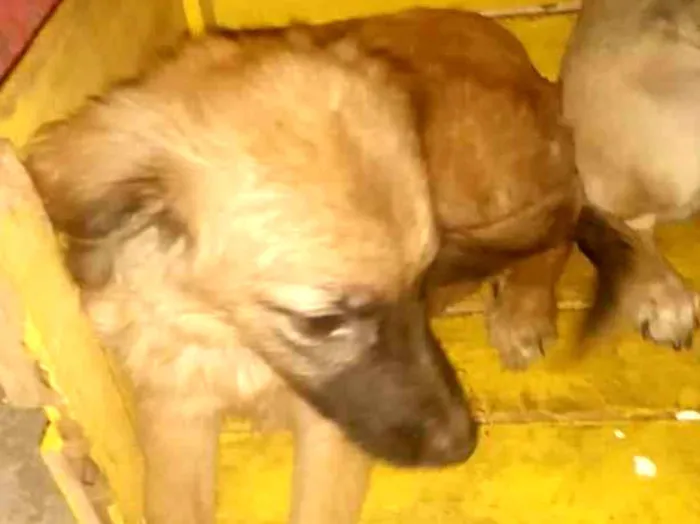 Cachorro ra a SRD-ViraLata idade 7 a 11 meses nome Maious