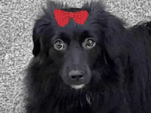 Cachorro raça Mestica  idade 2 a 6 meses nome Jade 
