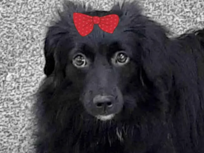 Cachorro ra a Mestica  idade 2 a 6 meses nome Jade 