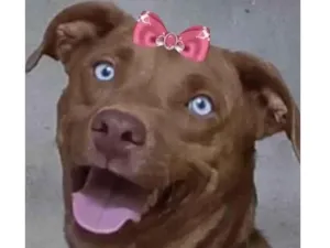 Cachorro raça Mestica  idade 1 ano nome Princesa 