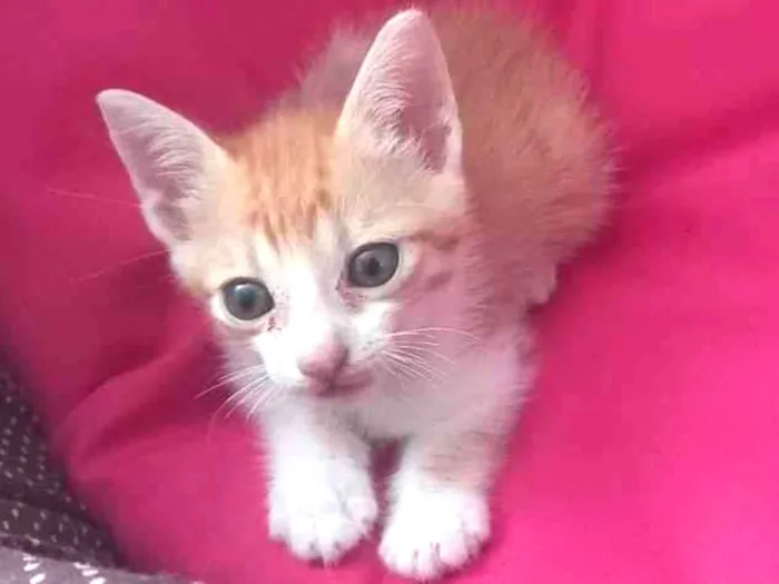 Gato raça Sem raça  idade Abaixo de 2 meses nome Faisca