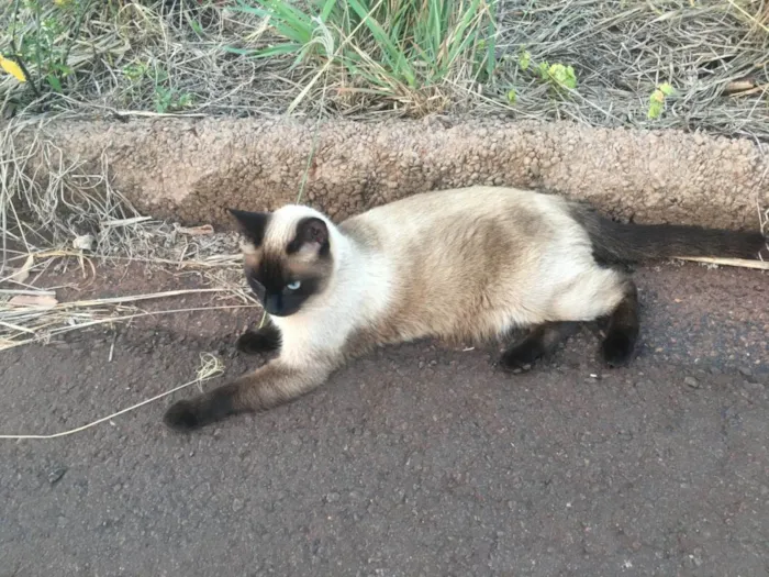 Gato ra a Siamês idade 4 anos nome Frida Kahlo