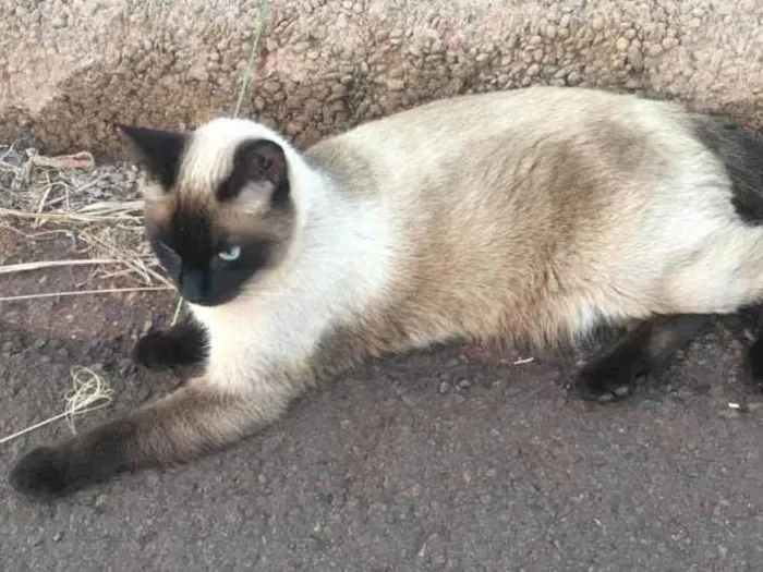 Gato ra a Siamês idade 4 anos nome Frida Kahlo