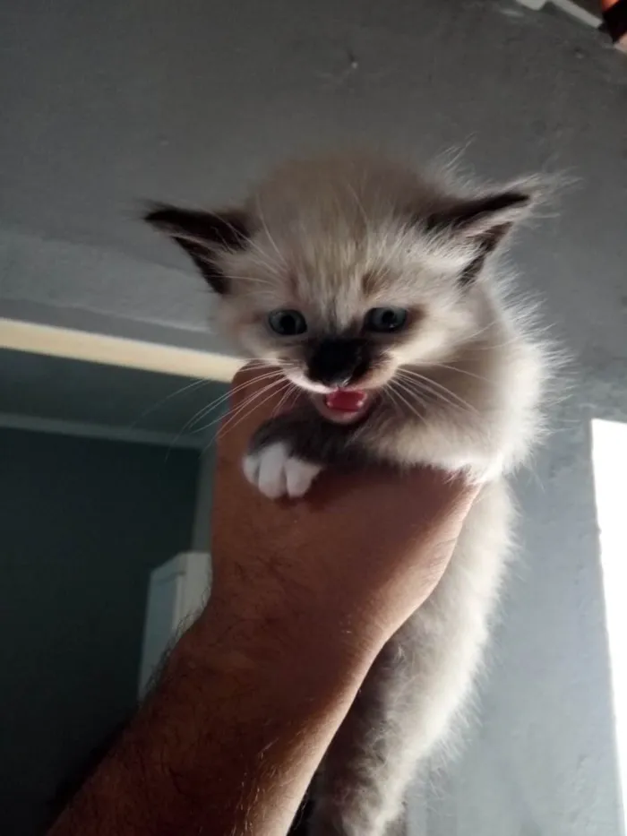 Gato ra a Siamês idade Abaixo de 2 meses nome NÃO TEM NOME 