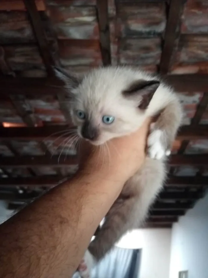 Gato ra a Siamês idade Abaixo de 2 meses nome NÃO TEM NOMEEEEE