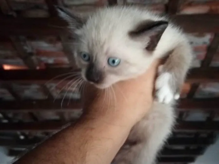 Gato ra a Siamês idade Abaixo de 2 meses nome NÃO TEM NOMEEEEE