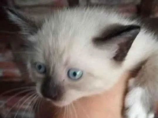 Gato ra a Siamês idade Abaixo de 2 meses nome NÃO TEM NOMEEEEE