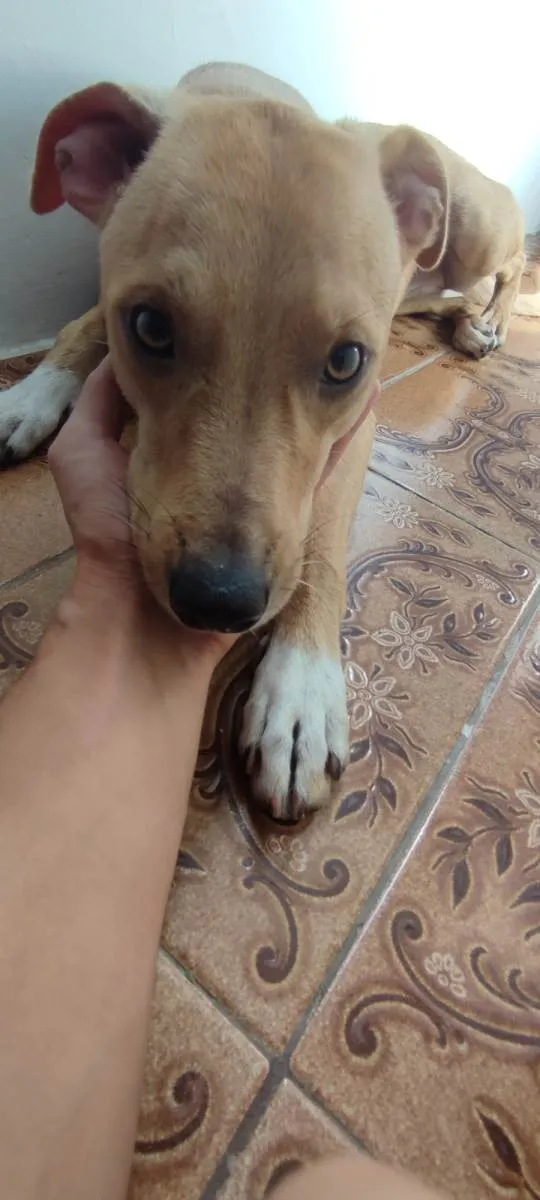 Cachorro ra a - idade 7 a 11 meses nome Mel