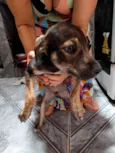 Cachorrinhos para adoção 