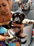 Cachorrinhos para adoção 