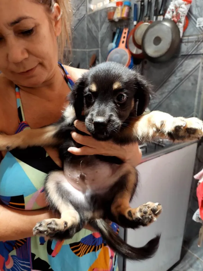 Cachorro ra a SRD idade Abaixo de 2 meses nome Cachorrinhos para adoção 