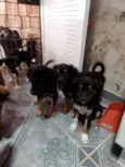 Cachorrinhos para adoção 
