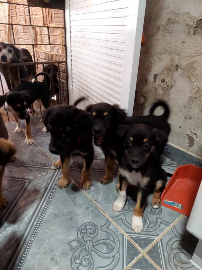 Cachorro ra a SRD idade Abaixo de 2 meses nome Cachorrinhos para adoção 