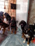 Cachorrinhos para adoção 
