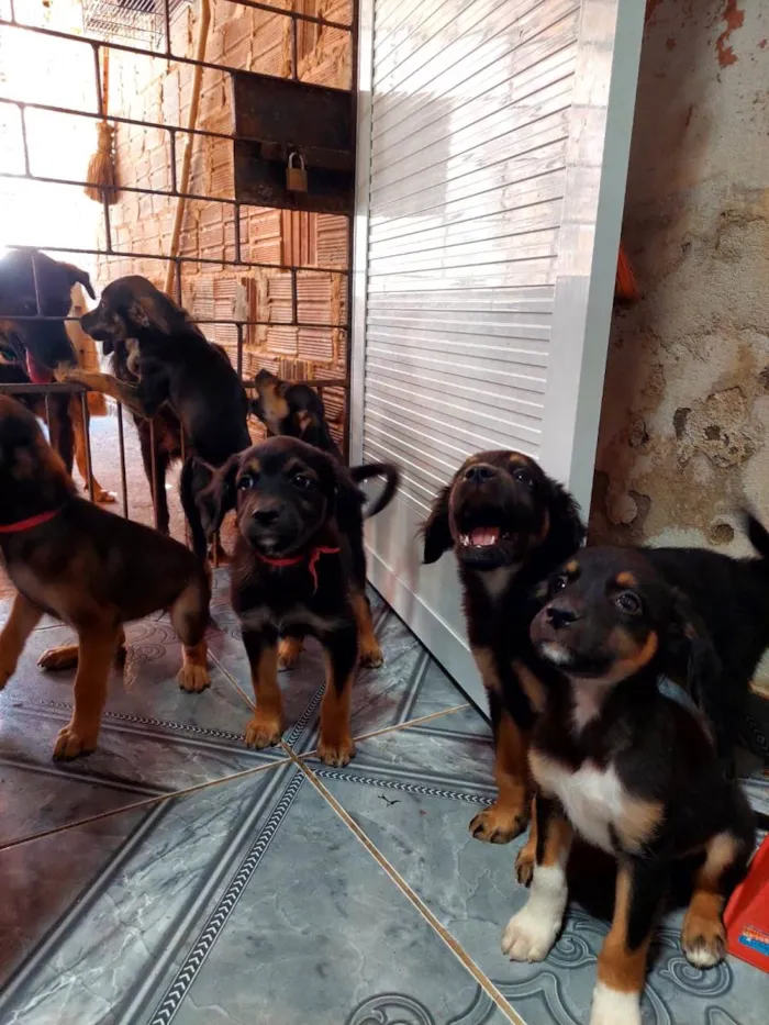 Cachorro ra a SRD idade Abaixo de 2 meses nome Cachorrinhos para adoção 