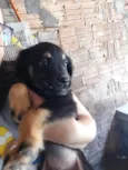 Cachorrinhos para adoção 