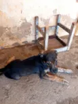 Cachorrinhos para adoção 