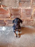 Cachorrinhos para adoção 