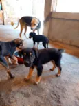 Cachorrinhos para adoção 