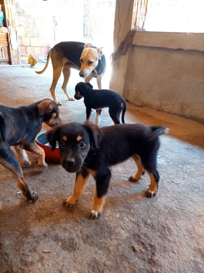 Cachorro ra a SRD idade Abaixo de 2 meses nome Cachorrinhos para adoção 