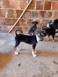 Cachorrinhos para adoção 