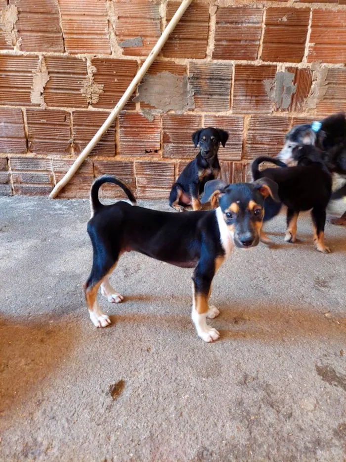 Cachorro ra a SRD idade Abaixo de 2 meses nome Cachorrinhos para adoção 