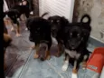 Cachorrinhos para adoção 
