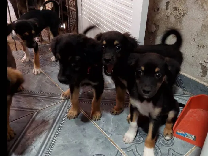 Cachorro ra a SRD idade Abaixo de 2 meses nome Cachorrinhos para adoção 