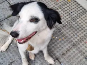 Cachorro raça Border Collier idade 1 ano nome Trovão