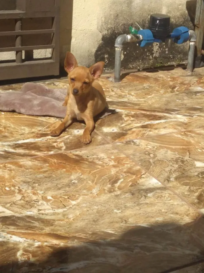 Cachorro raça Pinscher idade 3 anos nome Toquinho