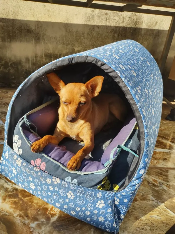 Cachorro raça Pinscher idade 3 anos nome Toquinho